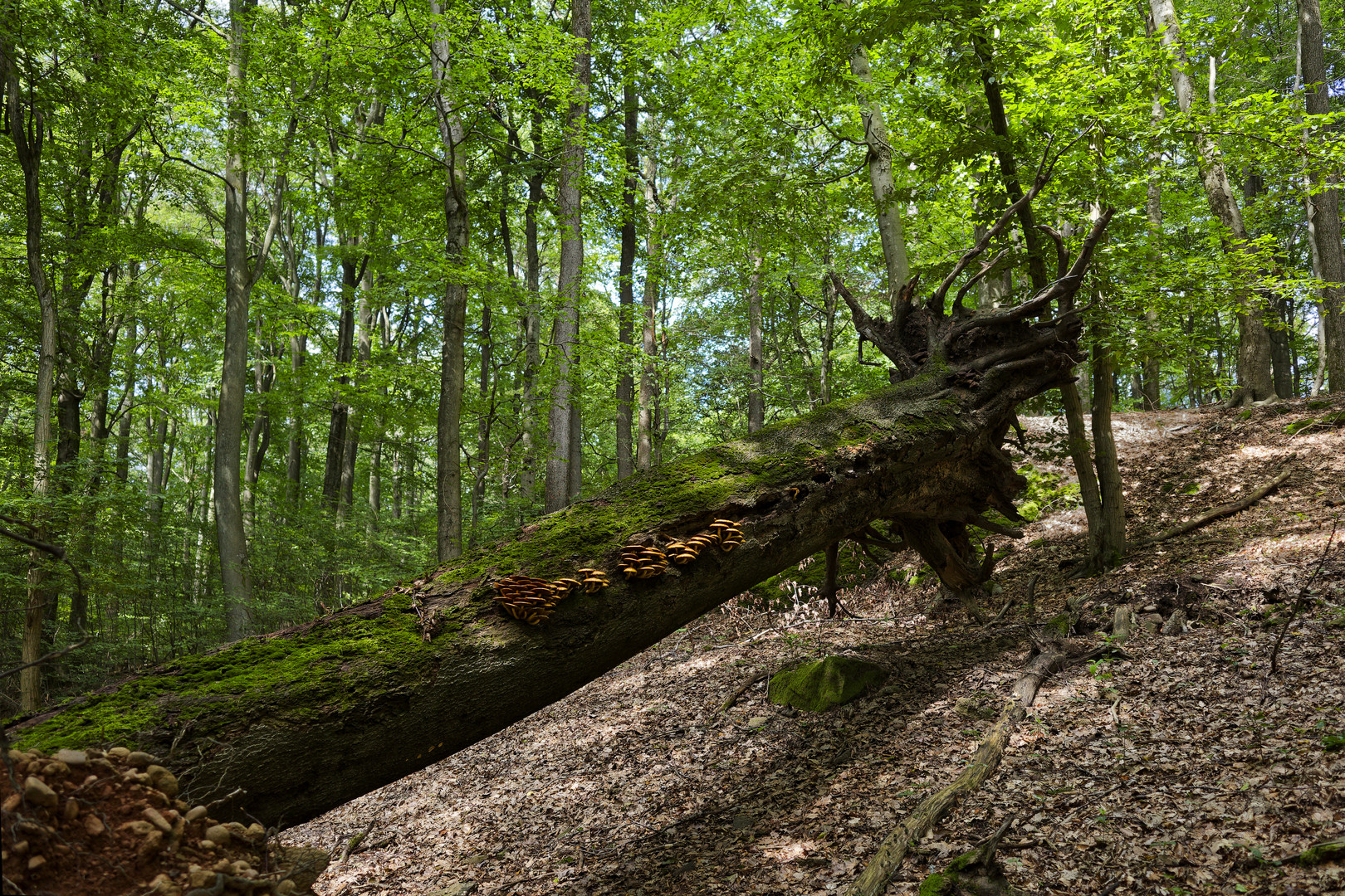 Waldmotive, hier: entwurzelte Buche