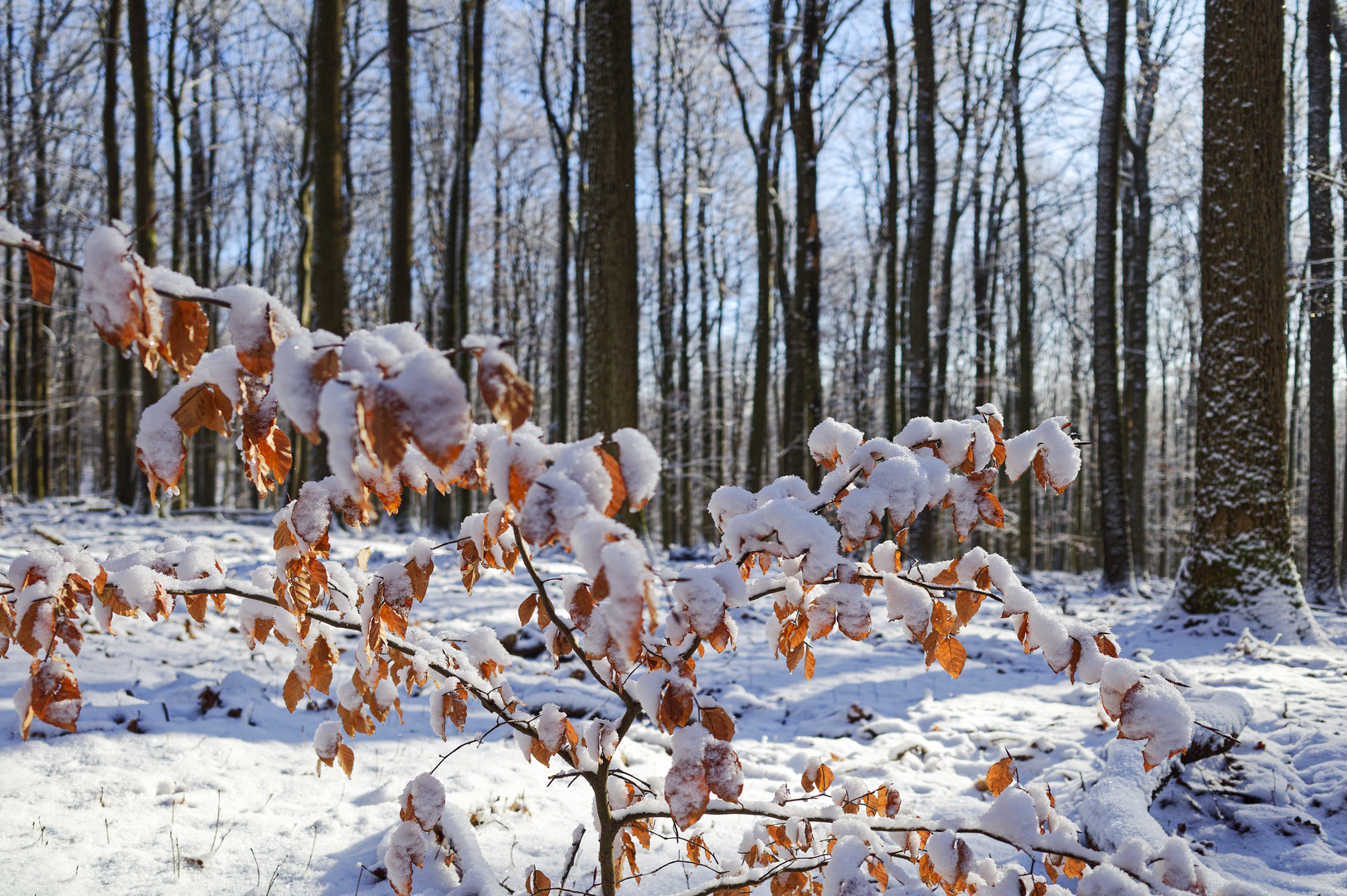 Waldmotive, hier: Erinnerung an Winterträume im Laubwald (10)