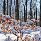 Waldmotive, hier: Erinnerung an Winterträume im Laubwald (10)