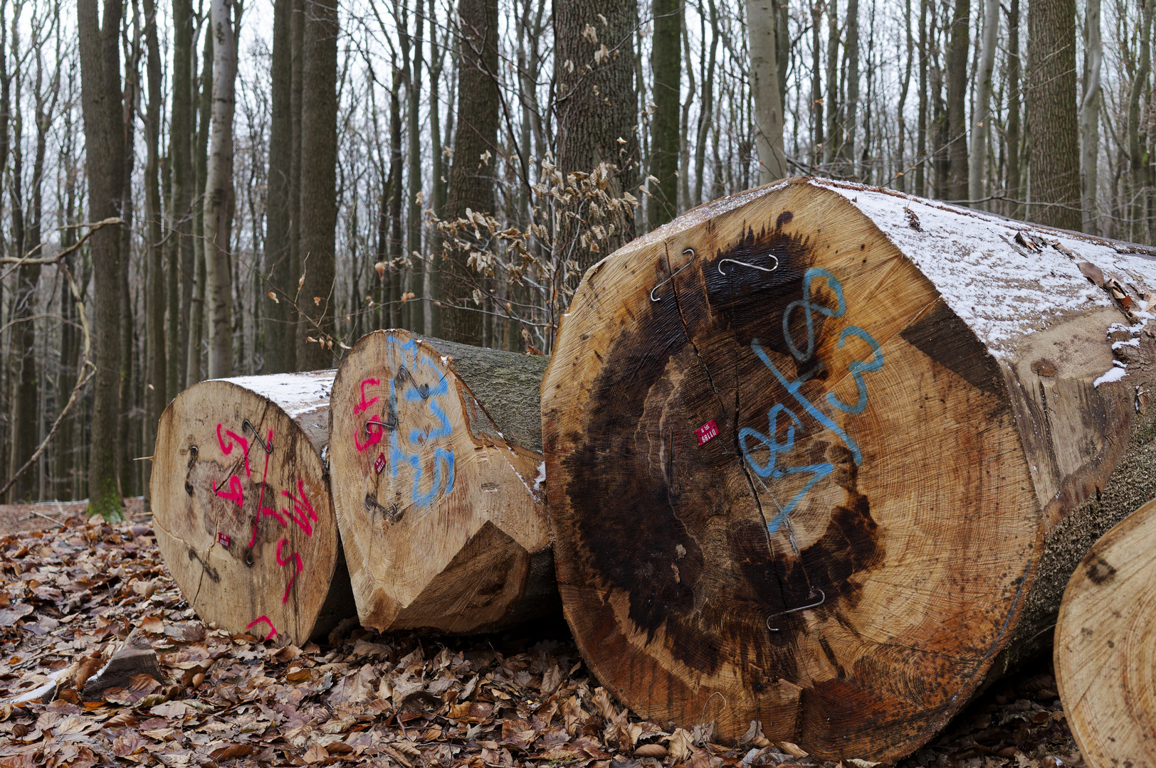 Waldmotive, hier: Ernte im Wald