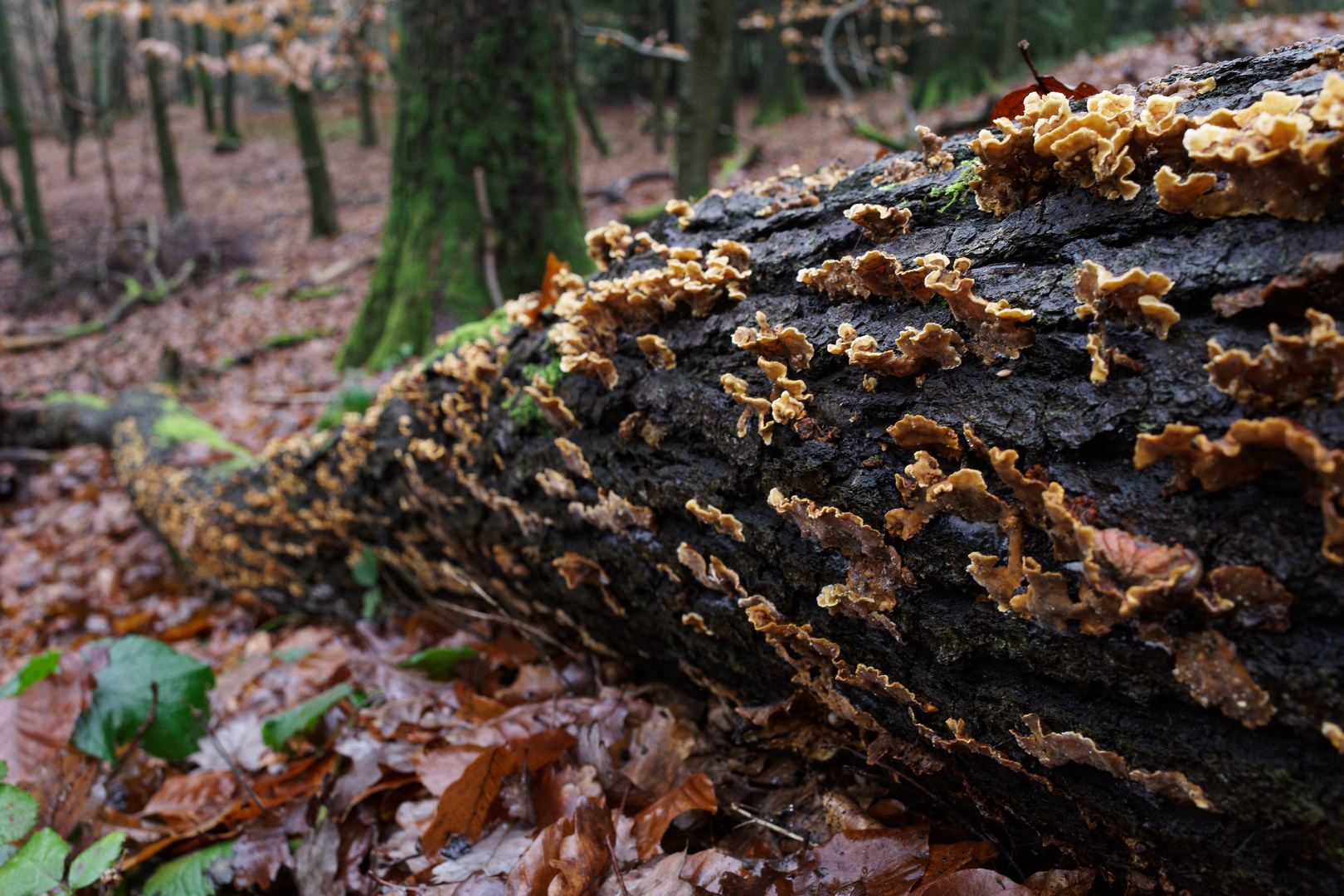 Waldmotive, hier: Eroberung