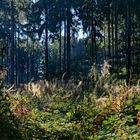 Waldmotive, hier: erste Herbstfarben im Wald