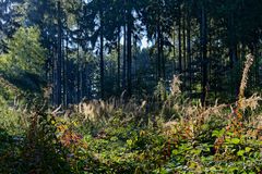 Waldmotive, hier: erste Herbstfarben im Wald