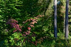 Waldmotive, hier: erste Herbstfarben im Wald