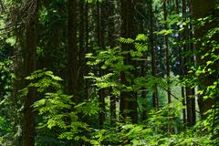 Waldmotive, hier: Eschenblätter im Licht