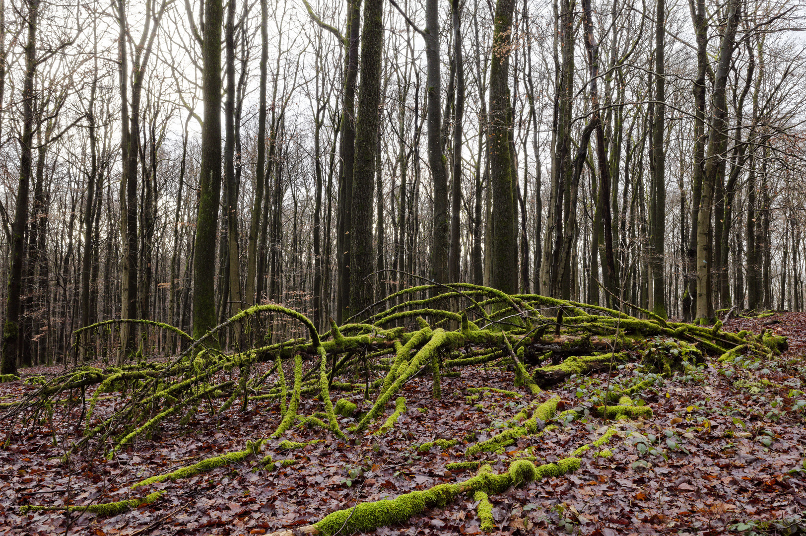 Waldmotive, hier: Exot im Laubwald