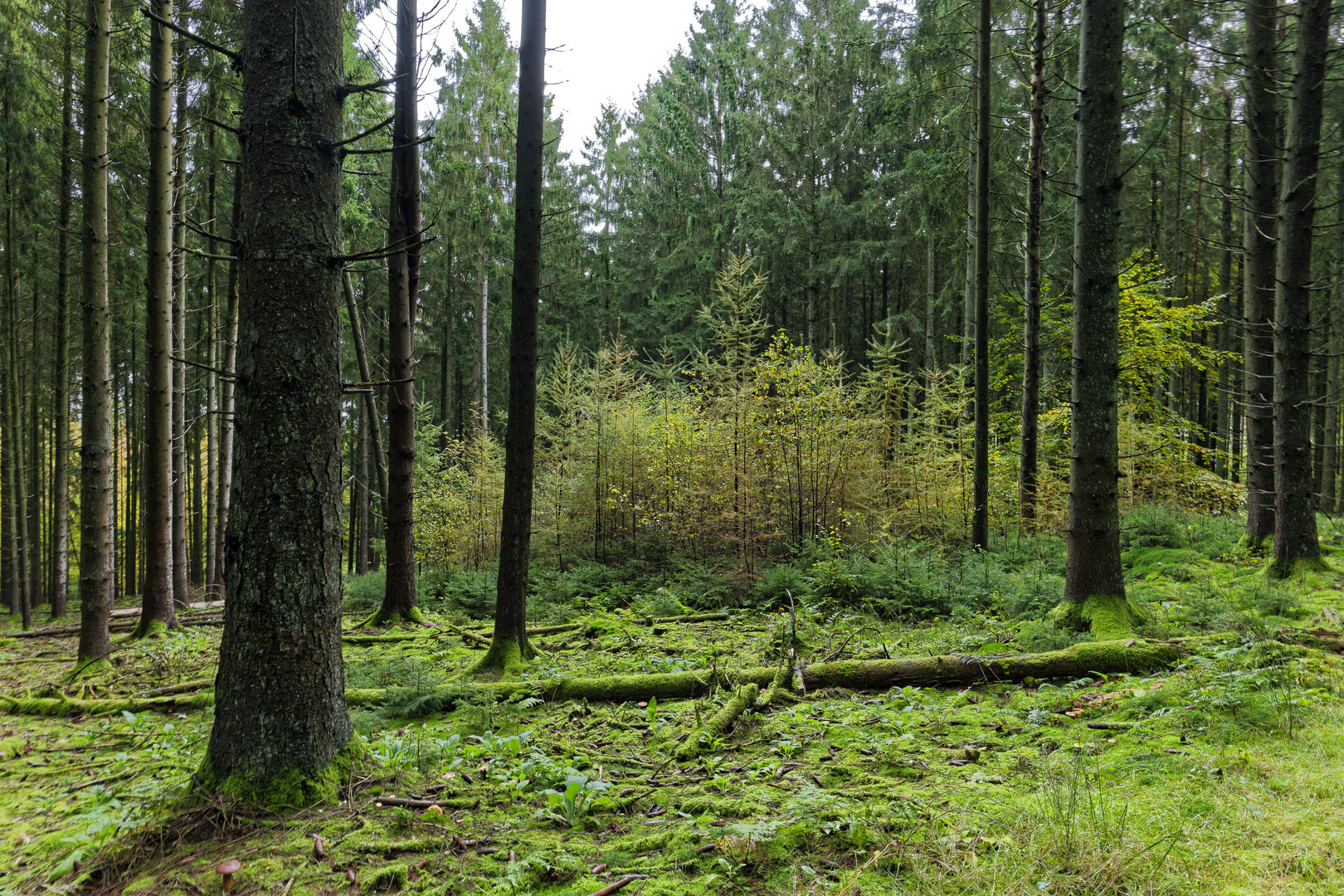 Waldmotive, hier: Farbe im Fichtenwald