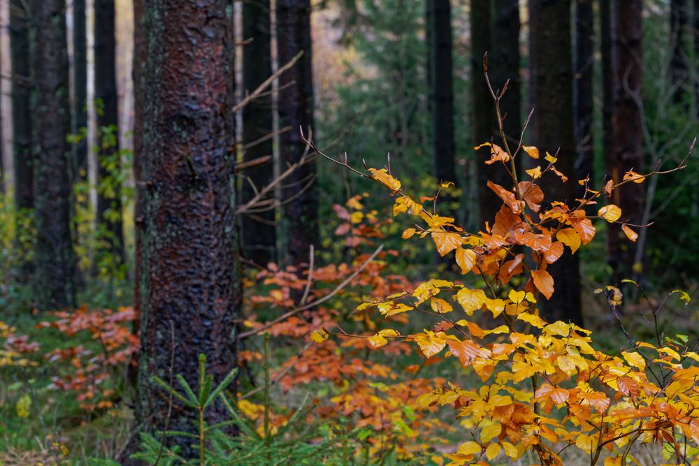 Waldmotive, hier: Farbe im Fichtenwald