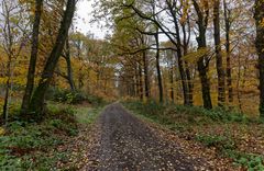 Waldmotive, hier: Farbenexplosion im Laubwald