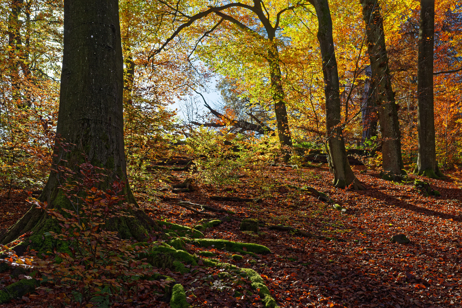 Waldmotive, hier: Farbenexplosion im Wald