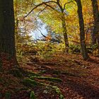 Waldmotive, hier: Farbenexplosion im Wald