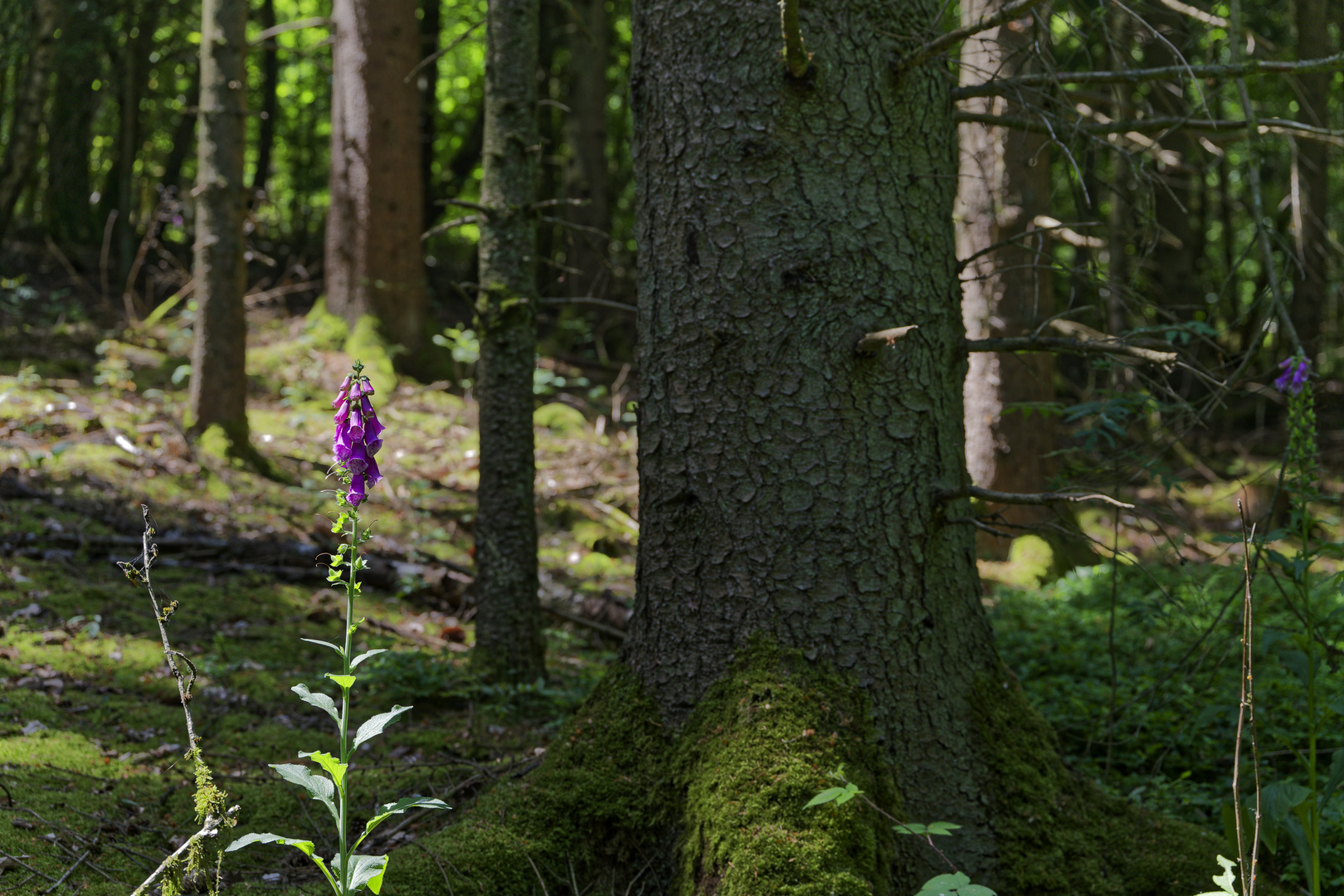 Waldmotive, hier: Farbtupfer im Fichtenwald
