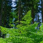 Waldmotive, hier: Farnkraut im Sommerlicht