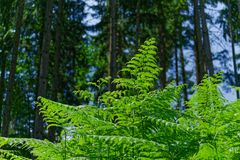 Waldmotive, hier: Farnkraut im Sommerlicht