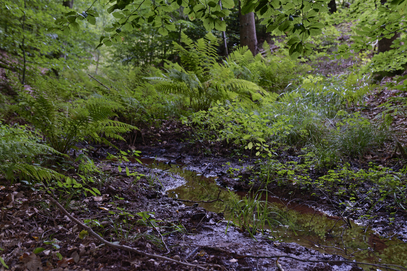 Waldmotive, hier: Farnkrautbüschel am Bachlauf