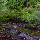 Waldmotive, hier: Farnkrautbüschel am Bachlauf