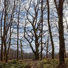 Waldmotive, hier: Februarimpressionen im Wald