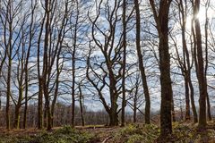 Waldmotive, hier: Februarimpressionen im Wald