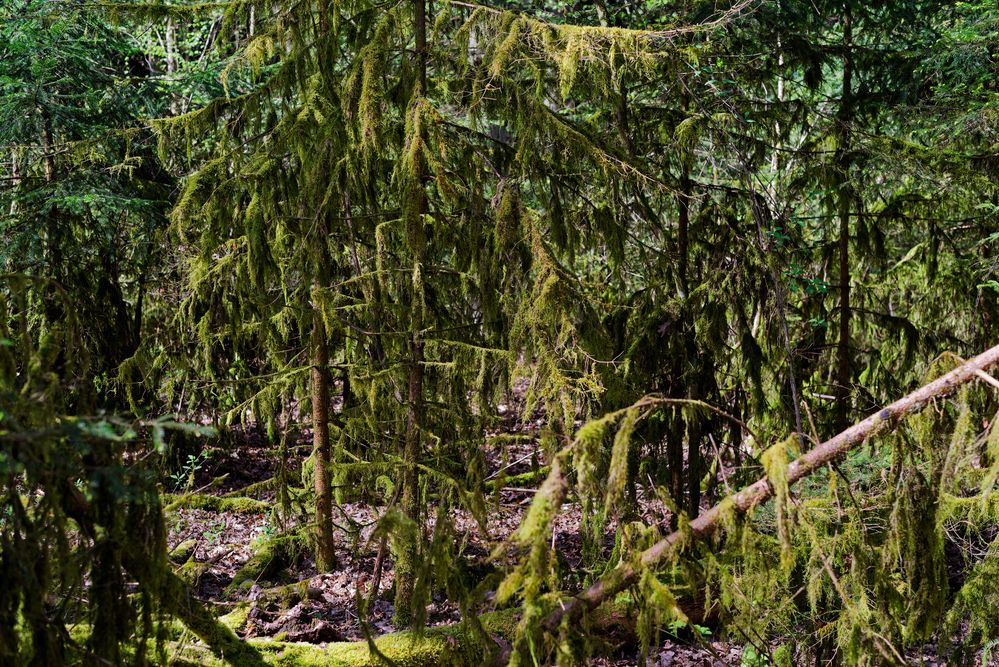 Waldmotive, hier: Fichtenbäumchen im Mooskleid