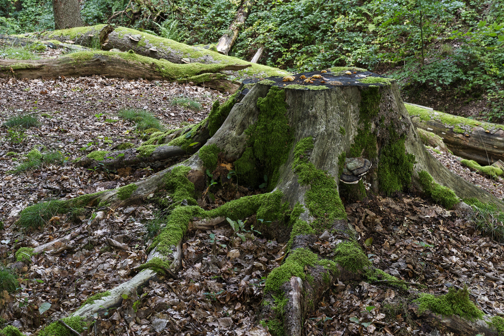 Waldmotive, hier: Fichtenbaumstumpf mit Moos und Pilzen