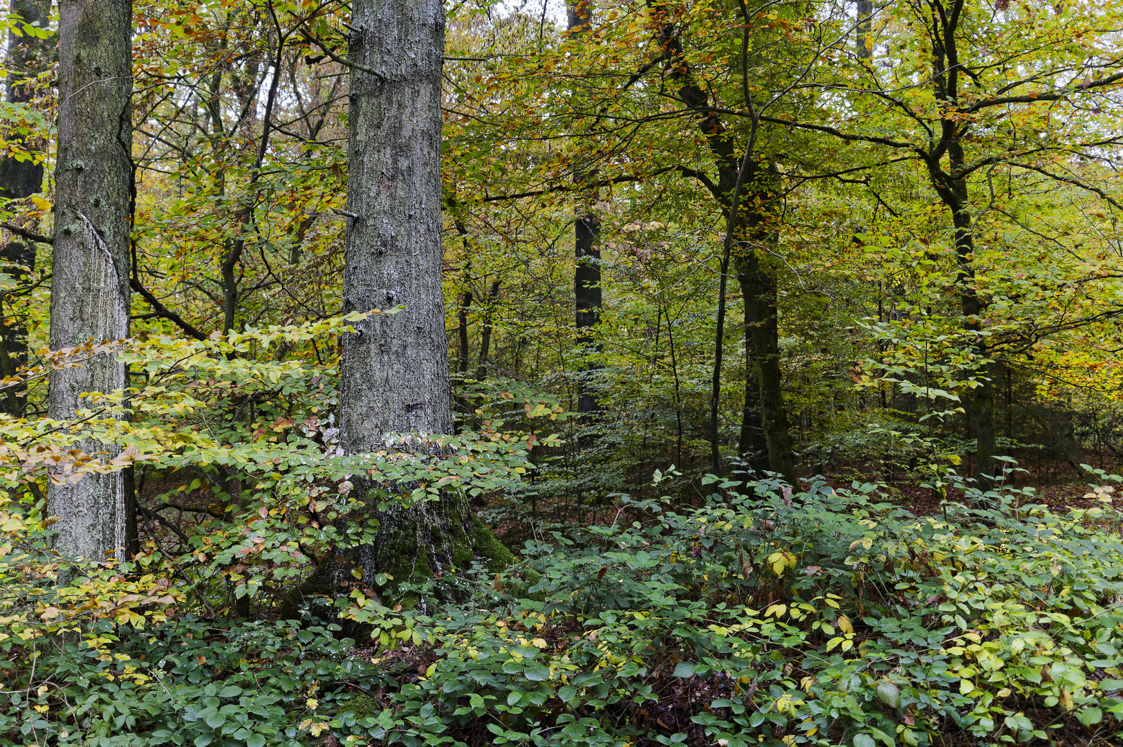 Waldmotive, hier: Fichtenblut