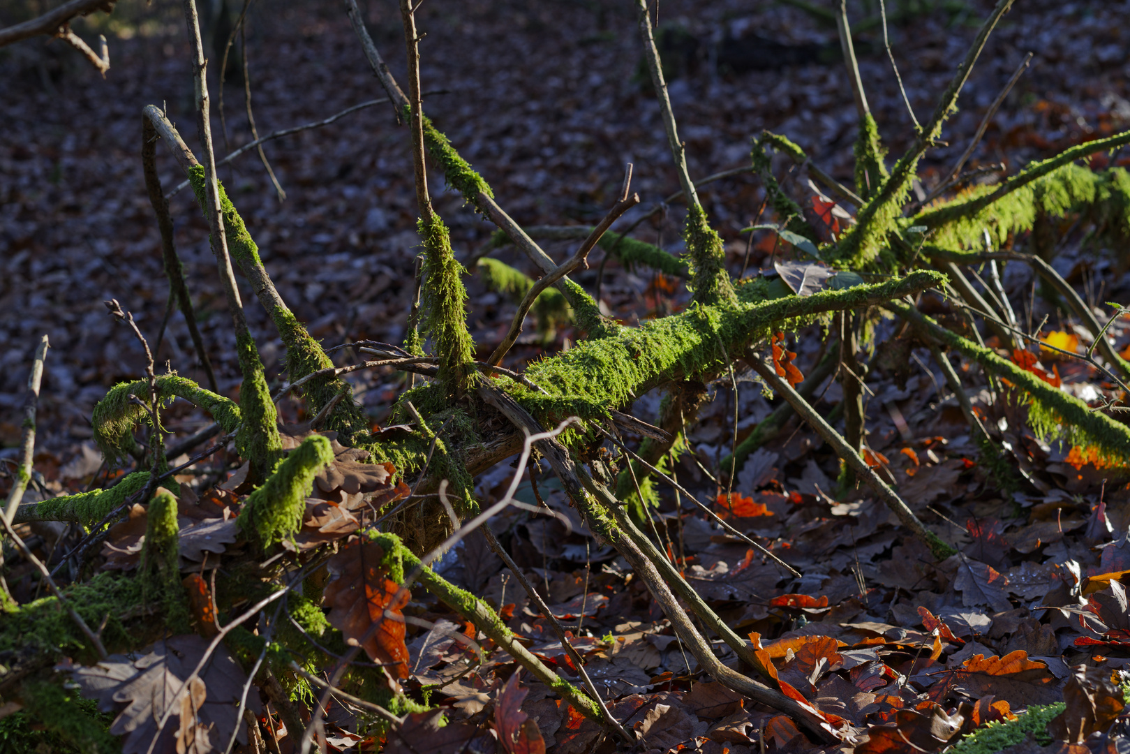 Waldmotive, hier: Fichtengerippe