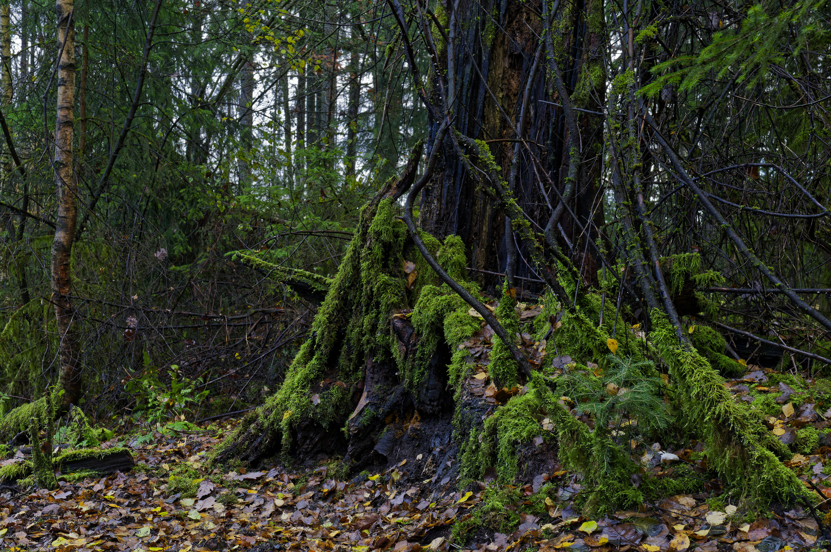 Waldmotive, hier: Fichtentorso in den Mooswelten