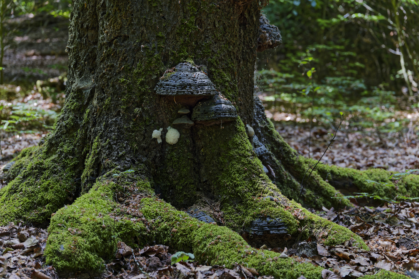 Waldmotive, hier: Fichtenwurzeln