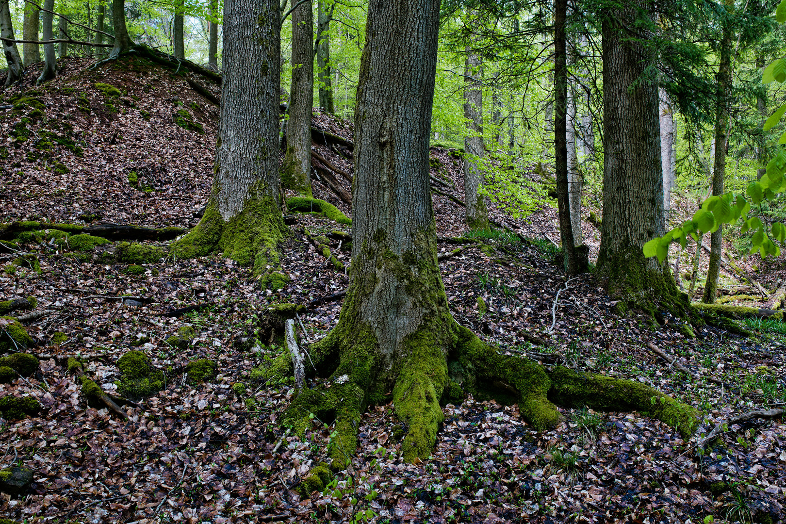 Waldmotive, hier: Fichtenwurzeln 