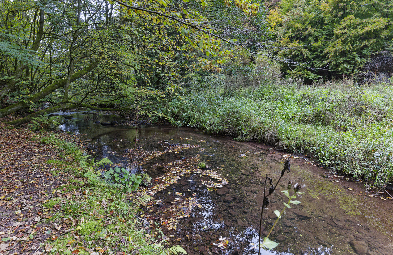 Waldmotive, hier: Frühherbst am Lautenbach (10)