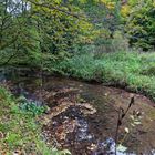 Waldmotive, hier: Frühherbst am Lautenbach (10)