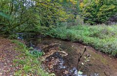 Waldmotive, hier: Frühherbst am Lautenbach (10)