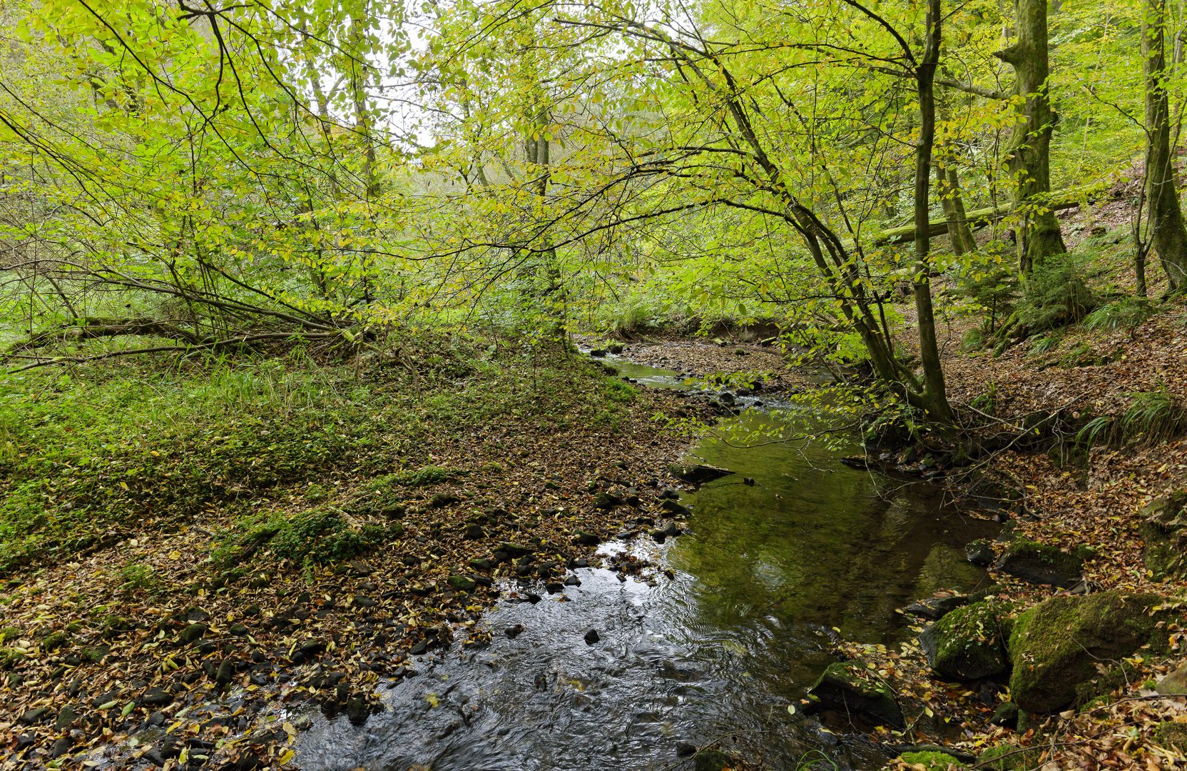 Waldmotive, hier: Frühherbst am Lautenbach (11)