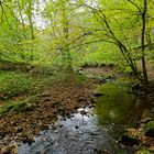 Waldmotive, hier: Frühherbst am Lautenbach (11)