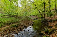 Waldmotive, hier: Frühherbst am Lautenbach (11)