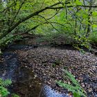 Waldmotive, hier: Frühherbst am Lautenbach (12)