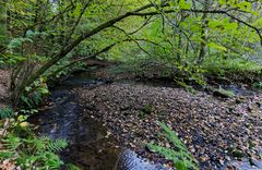 Waldmotive, hier: Frühherbst am Lautenbach (12)