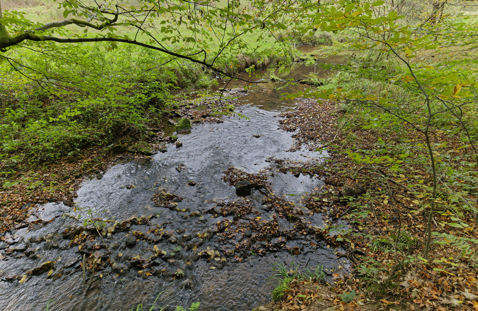 Waldmotive, hier: Frühherbst am Lautenbach (2)