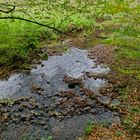 Waldmotive, hier: Frühherbst am Lautenbach (2)