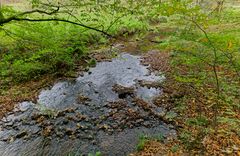 Waldmotive, hier: Frühherbst am Lautenbach (2)