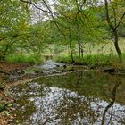 Waldmotive, hier: Frühherbst am Lautenbach (3)