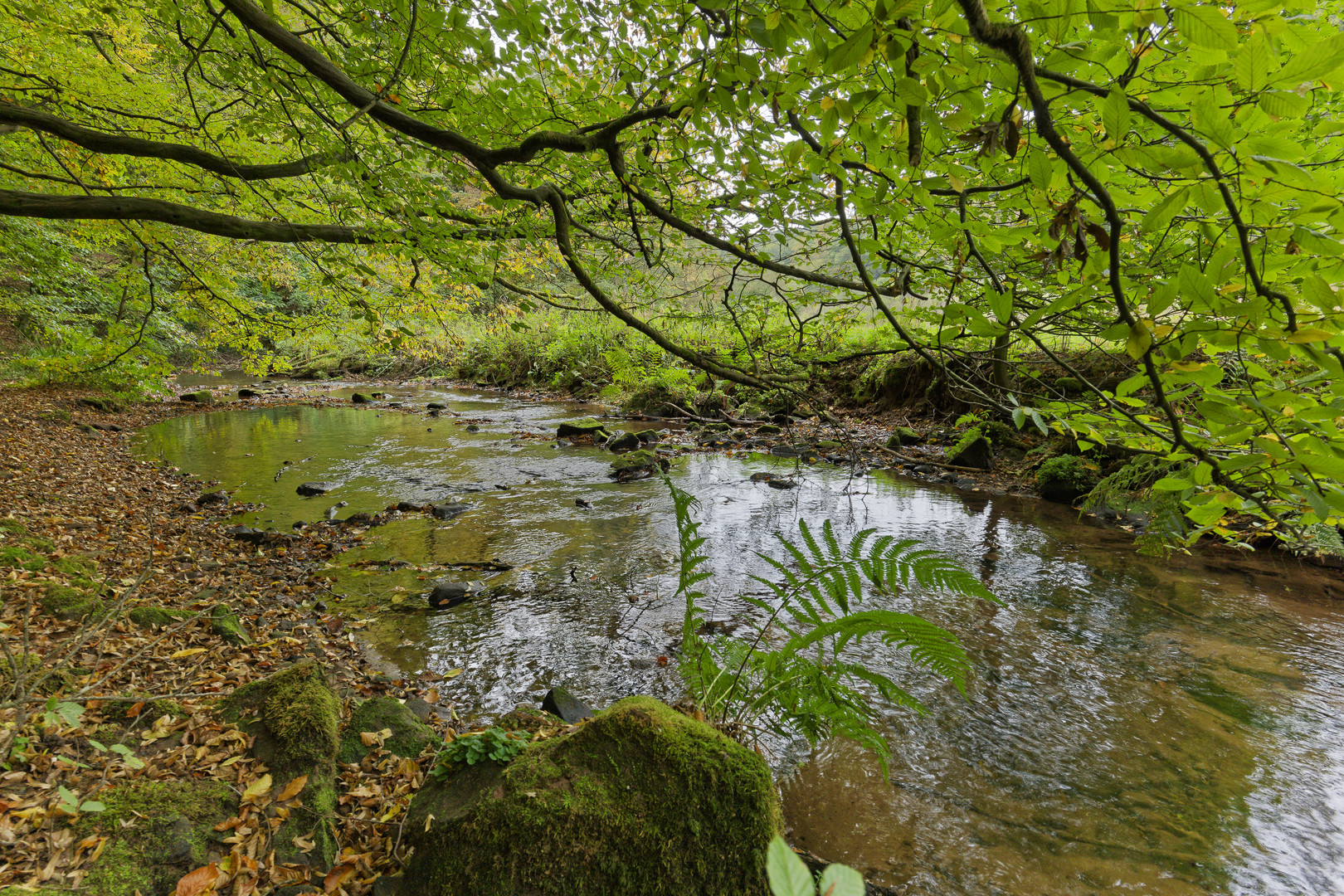 Waldmotive, hier: Frühherbst am Lautenbach (4)