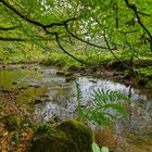 Waldmotive, hier: Frühherbst am Lautenbach (4)