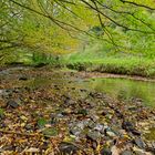 Waldmotive, hier: Frühherbst am Lautenbach (5)