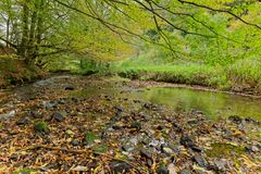 Waldmotive, hier: Frühherbst am Lautenbach (5)