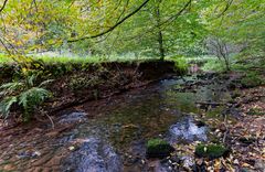 Waldmotive, hier: Frühherbst am Lautenbach (7)