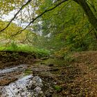 Waldmotive, hier: Frühherbst am Lautenbach (8)