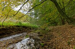 Waldmotive, hier: Frühherbst am Lautenbach (8)