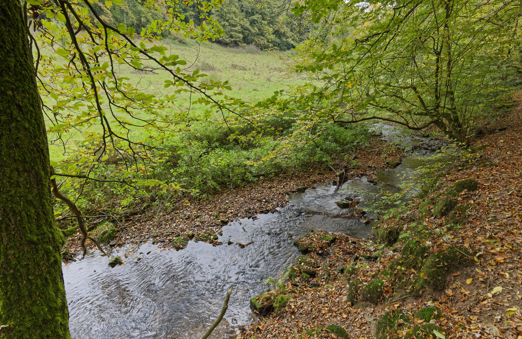 Waldmotive, hier: Frühherbst am Lautenbach (9)