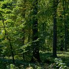 Waldmotive, hier: Frühherbst im Laubwald